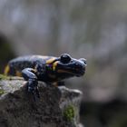 Feuersalamander