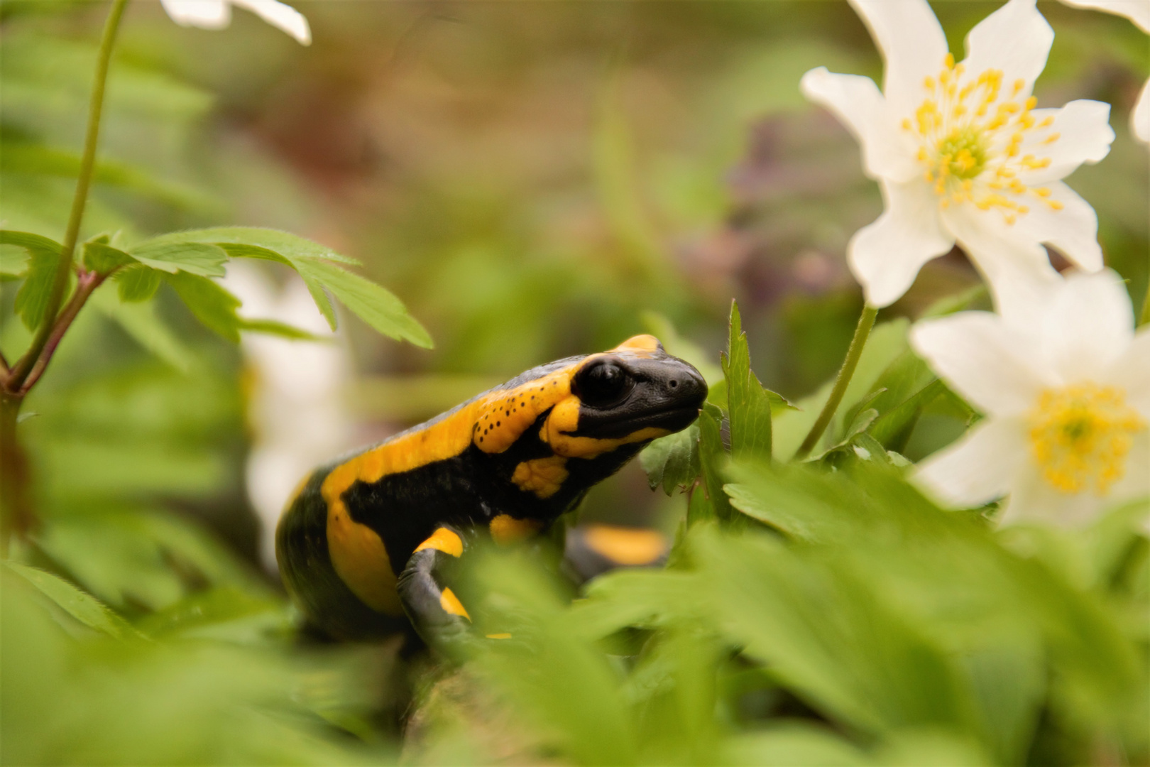 Feuersalamander 