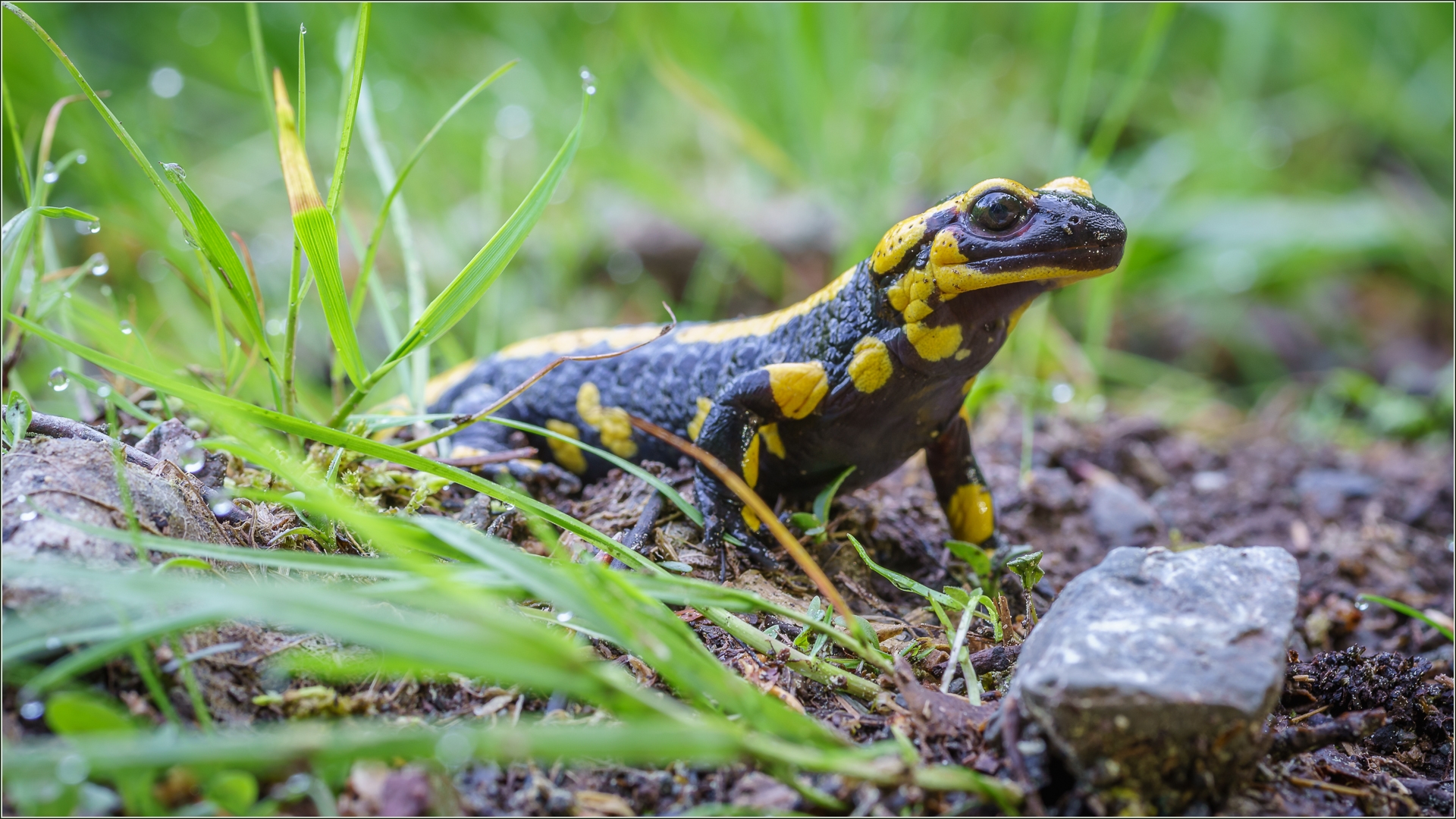 Feuersalamander