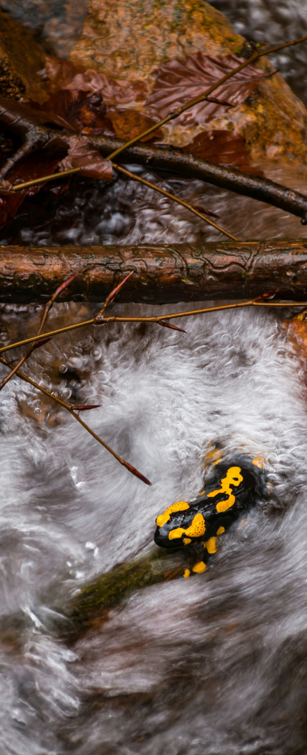 Feuersalamander