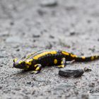 Feuersalamander