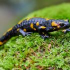 Feuersalamander 