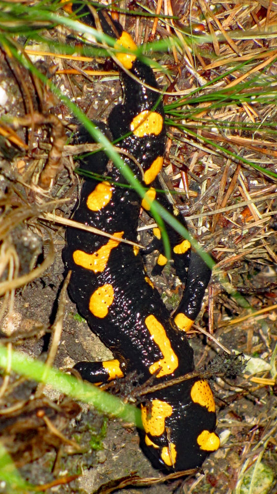 Feuersalamander (2)