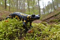 Feuersalamander 2 (Salamandra salamandra)