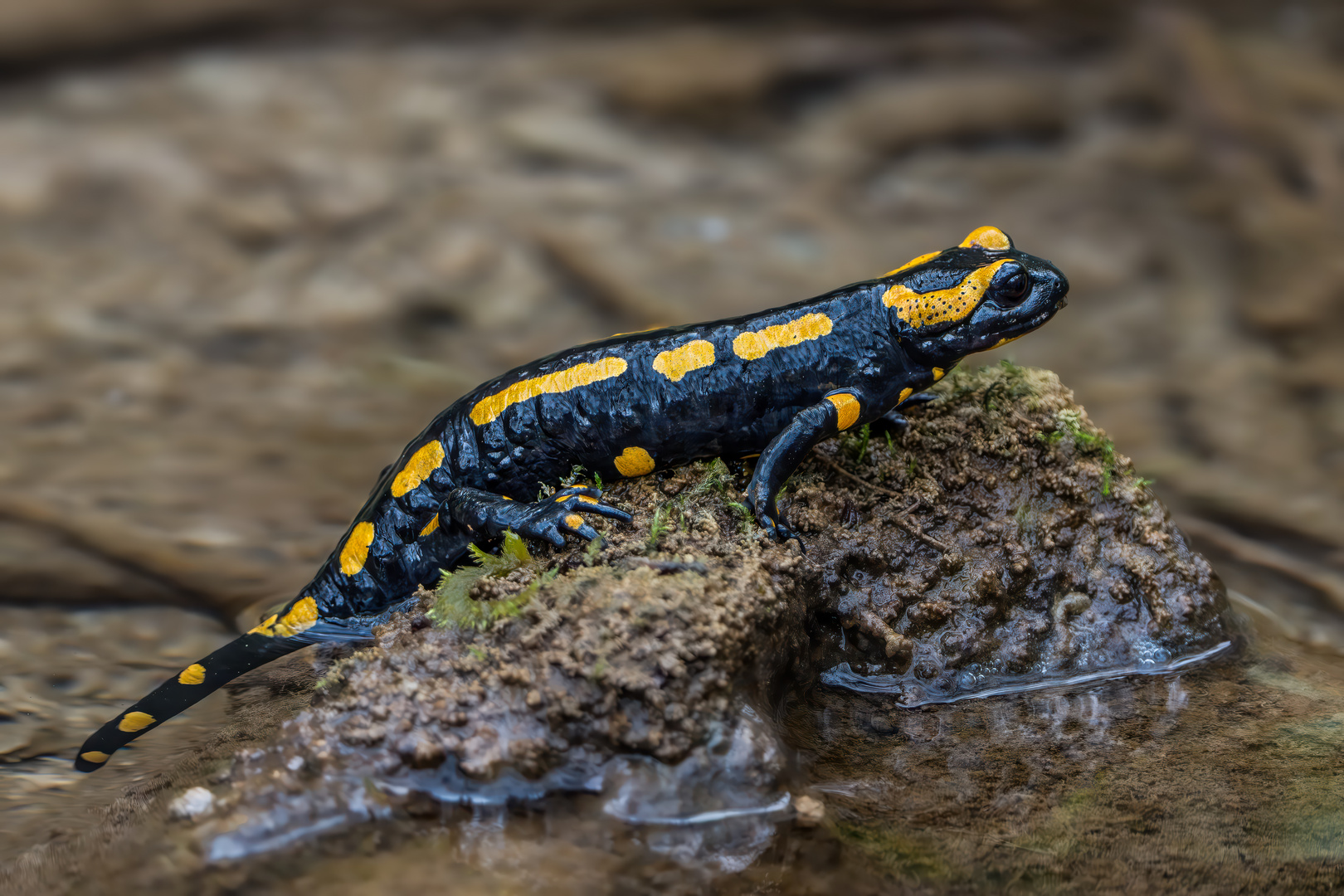 Feuersalamander