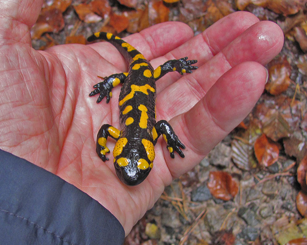 Feuersalamander