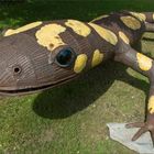 Feuersalamander