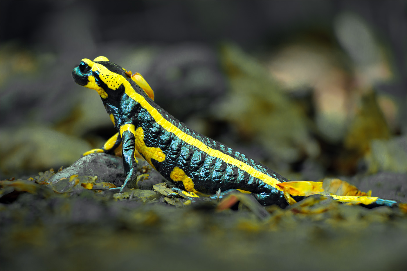 Feuersalamander