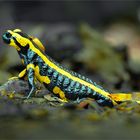 Feuersalamander