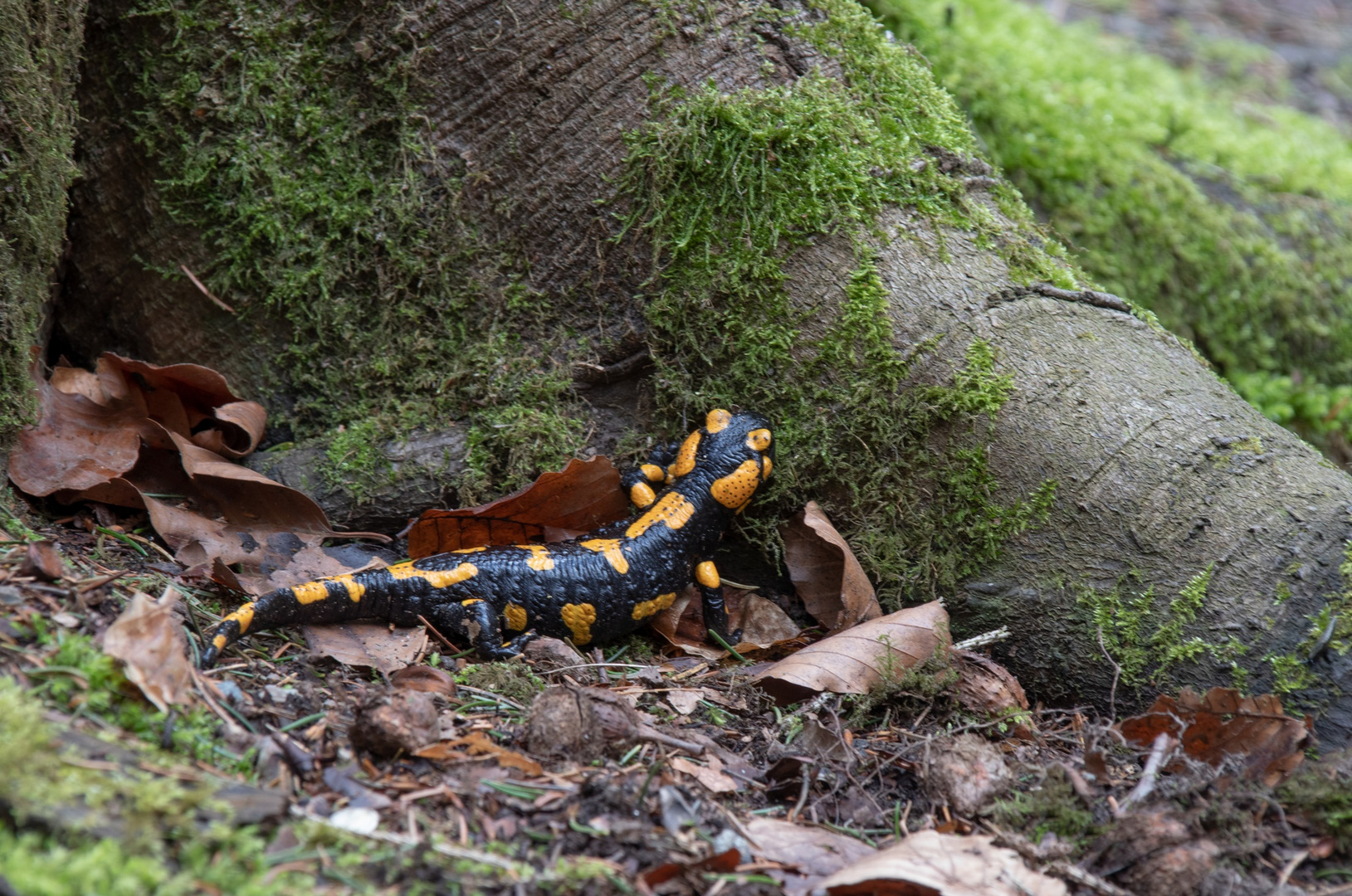 Feuersalamander