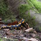 Feuersalamander