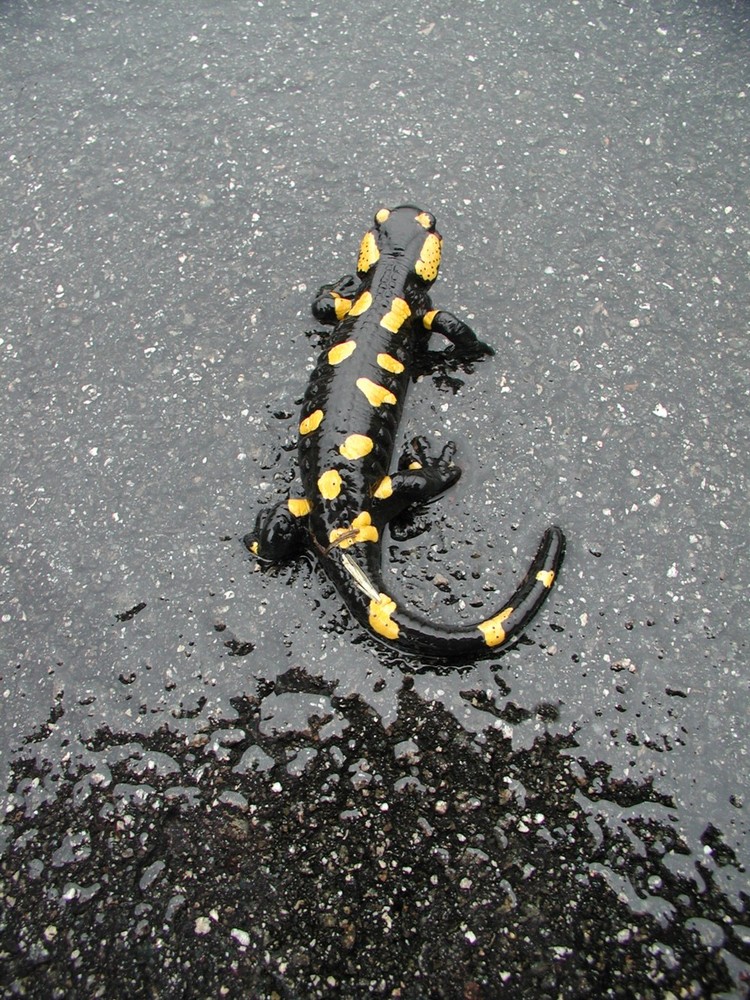 Feuersalamander