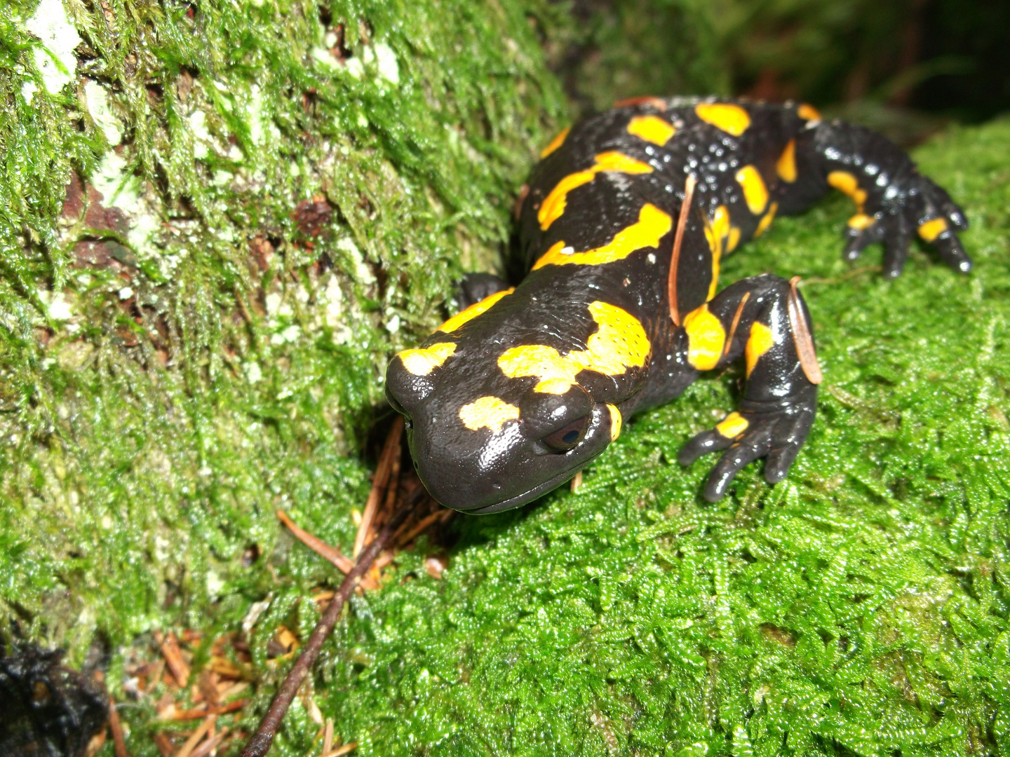 Feuersalamander