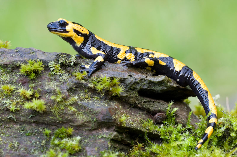 Feuersalamander