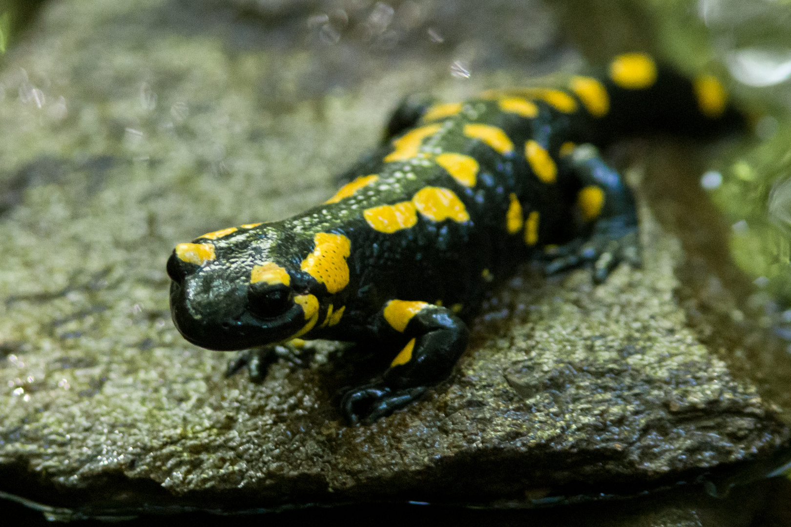  Feuersalamander 