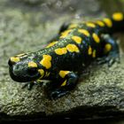  Feuersalamander 