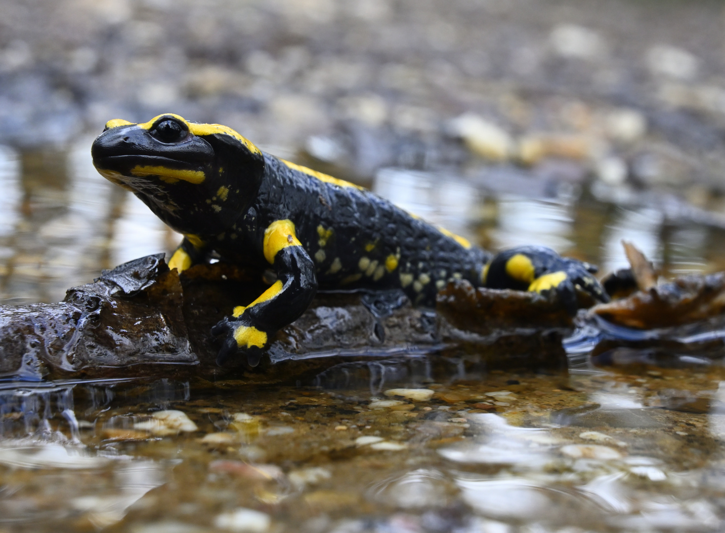 Feuersalamander