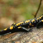 Feuersalamander...