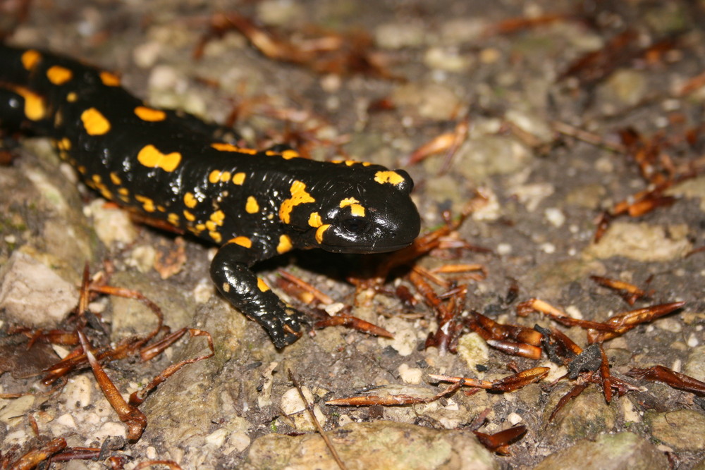 Feuersalamander