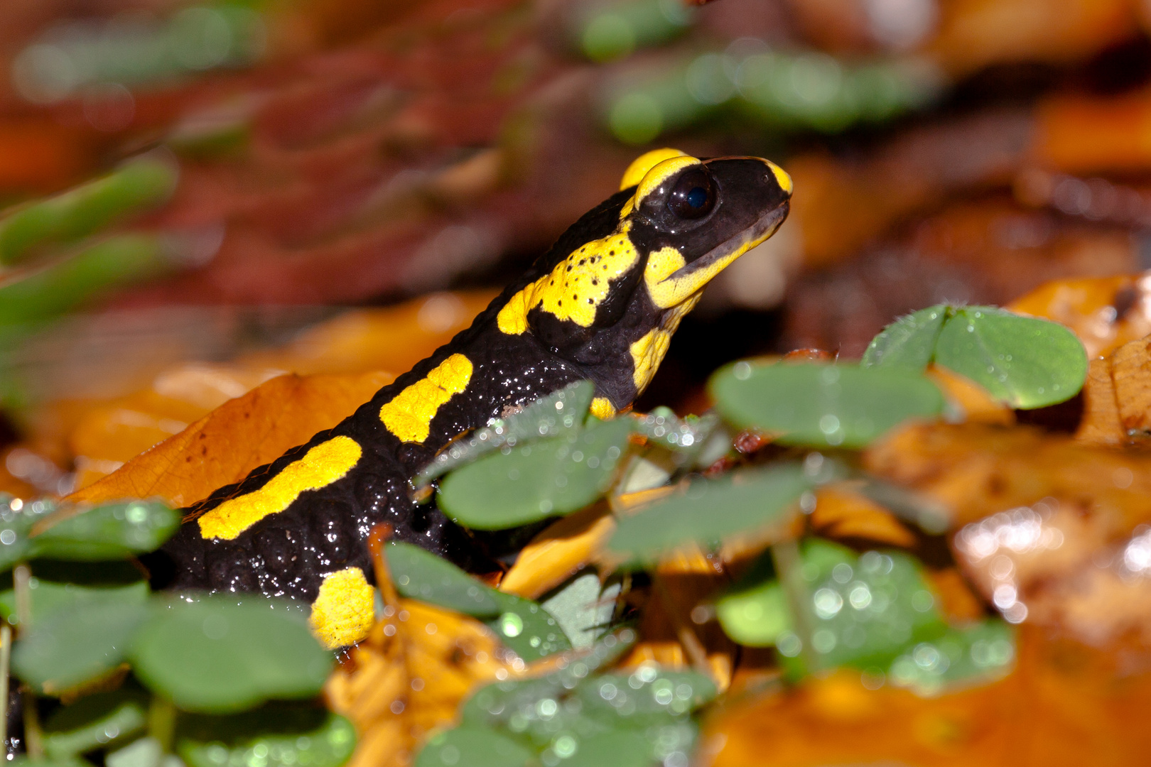 Feuersalamander