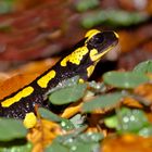 Feuersalamander