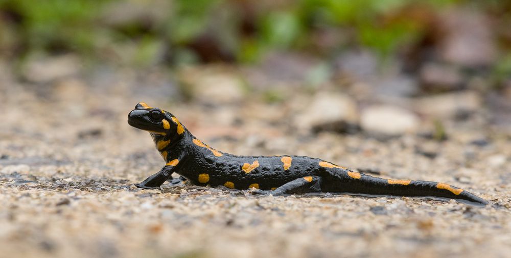 Feuersalamander