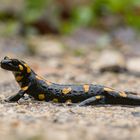 Feuersalamander