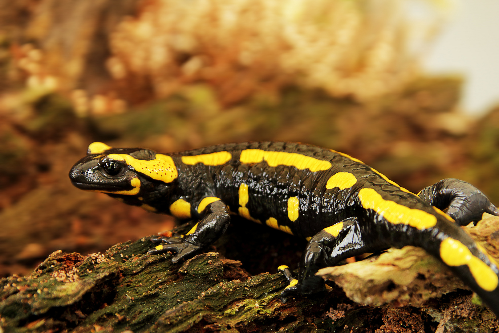 Feuersalamander