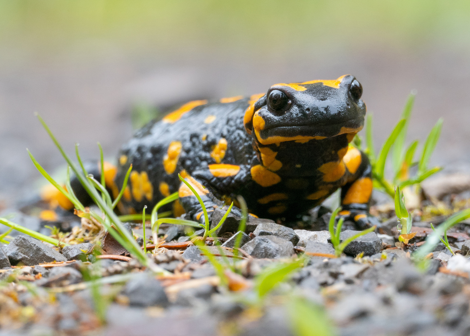 Feuersalamander