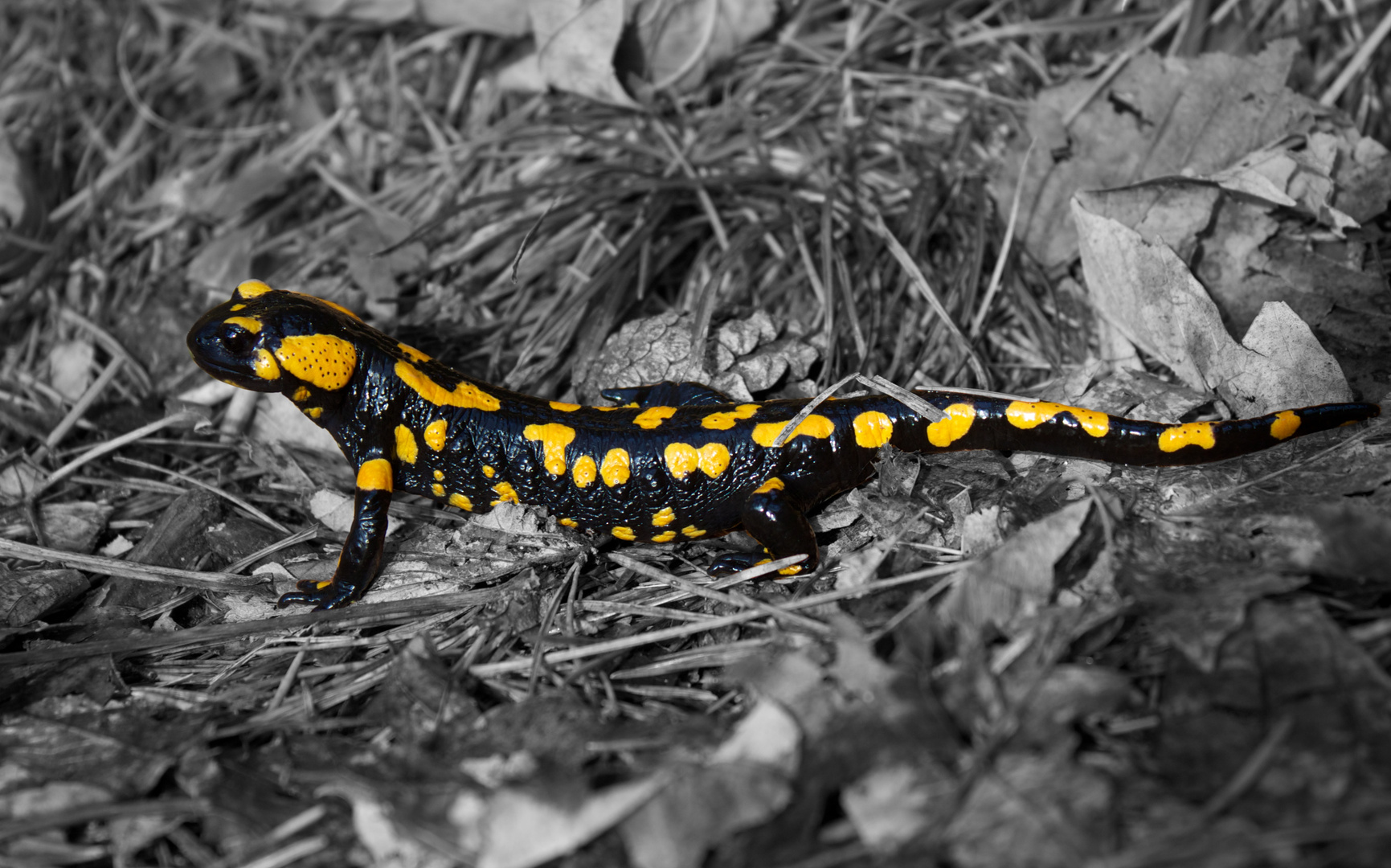 Feuersalamander