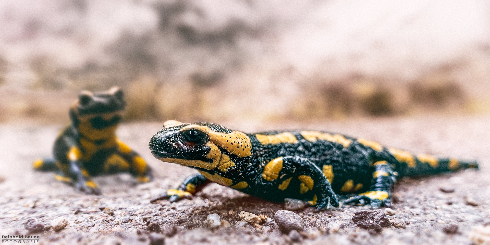 Feuersalamander