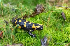 Feuersalamander (5)