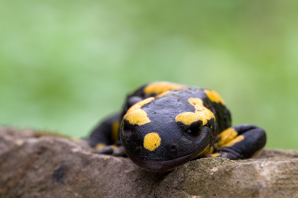 Feuersalamander