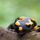 Feuersalamander