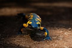 Feuersalamander