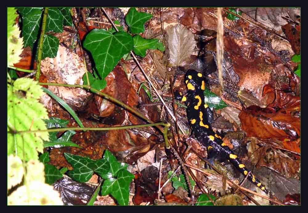 Feuersalamander