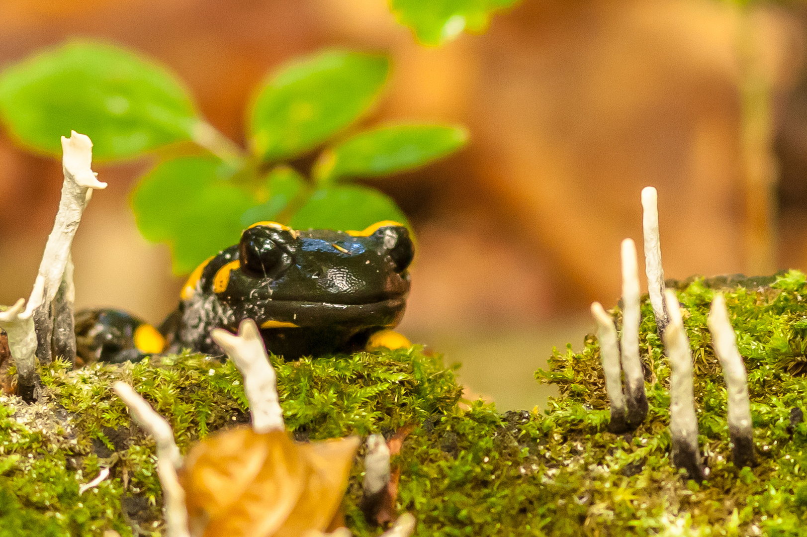 Feuersalamander