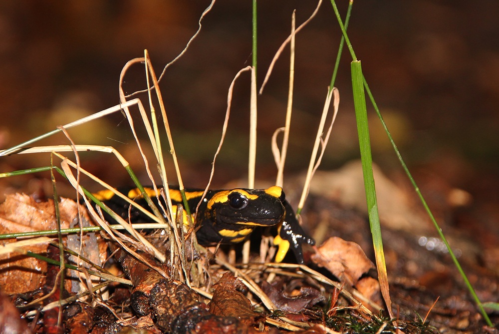 Feuersalamander