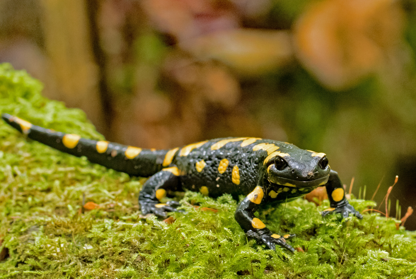 Feuersalamander