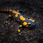 Feuersalamander