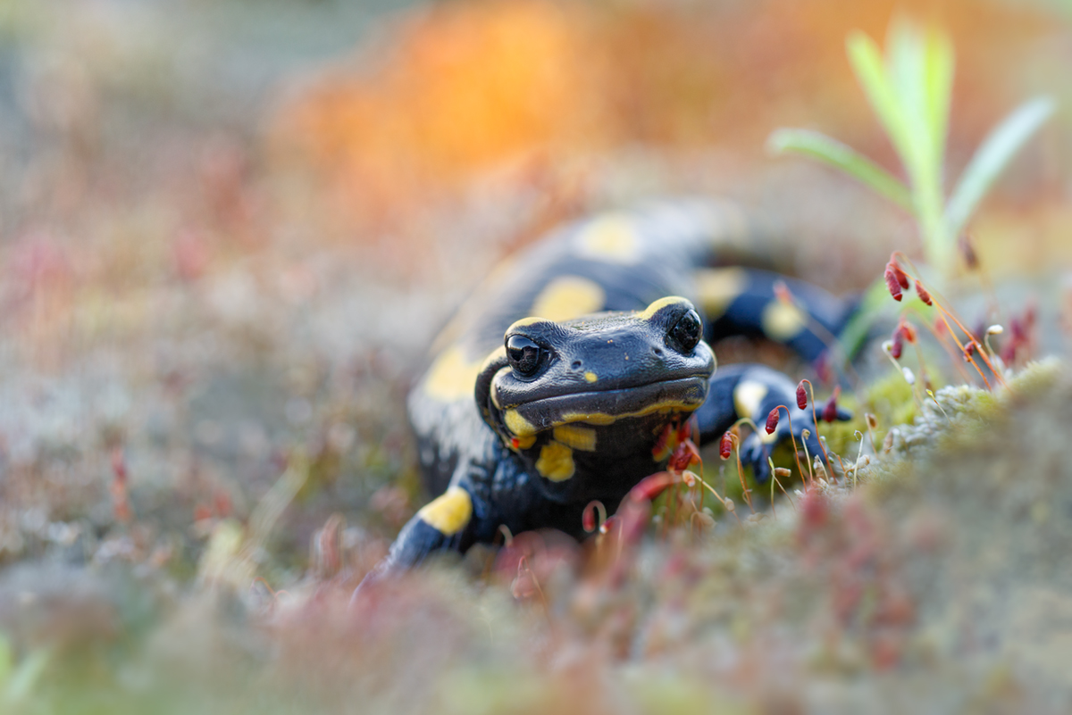 Feuersalamander 