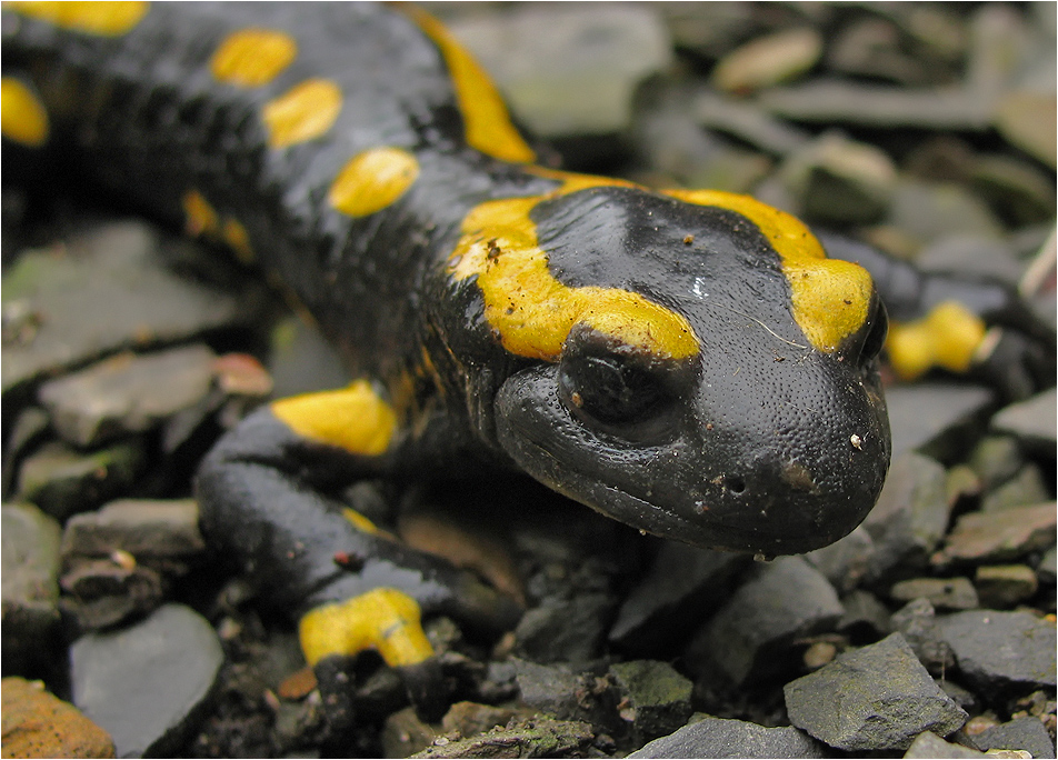 Feuersalamander