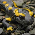 Feuersalamander