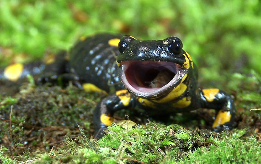 Feuersalamander Foto Bild Tiere Wildlife Amphibien Reptilien Bilder Auf Fotocommunity