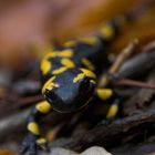 Feuersalamander