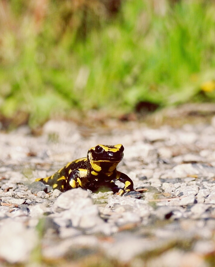 Feuersalamander