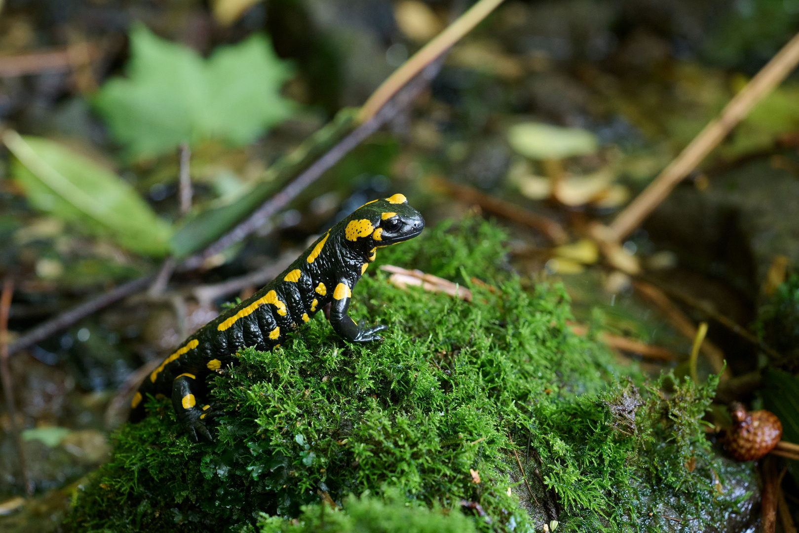 Feuersalamander