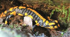 Feuersalamander