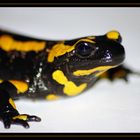 ~Feuersalamander~