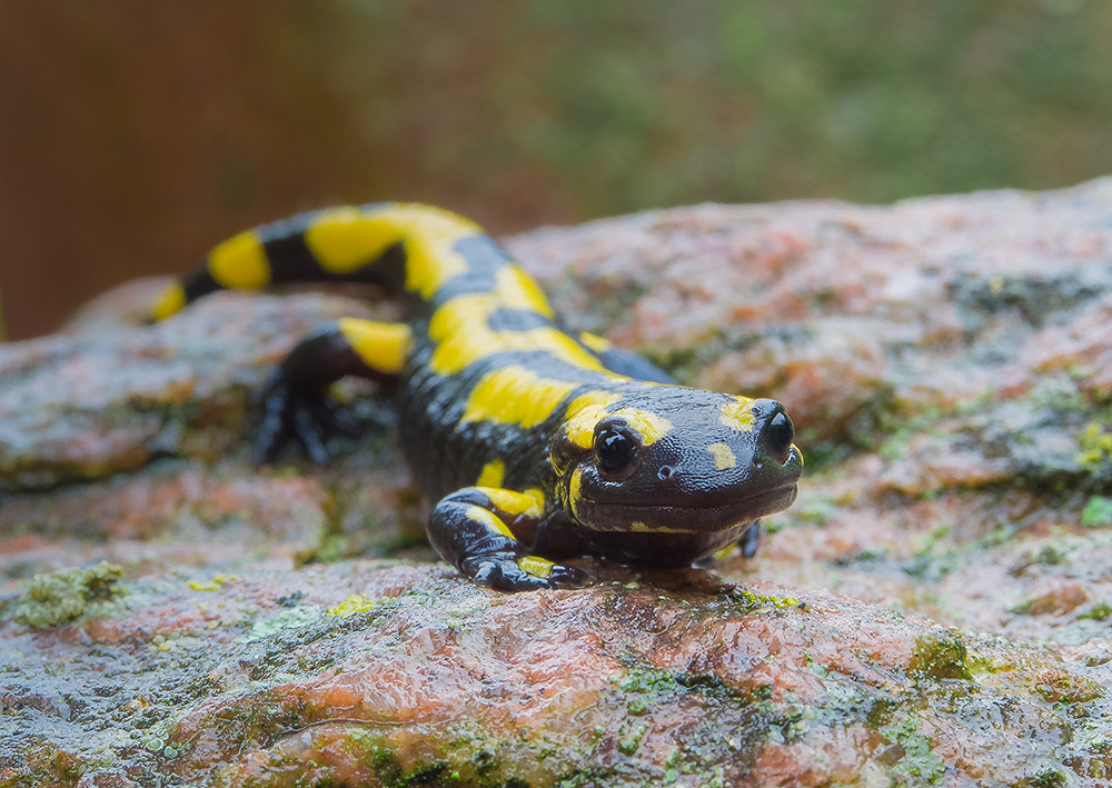 Feuersalamander***